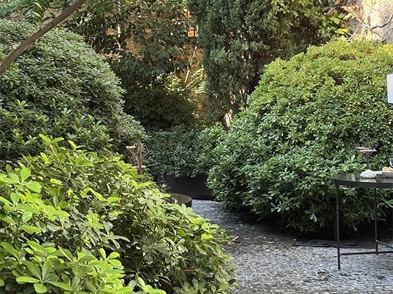Pitosporos para los ‘huesos’ del jardín y la terraza